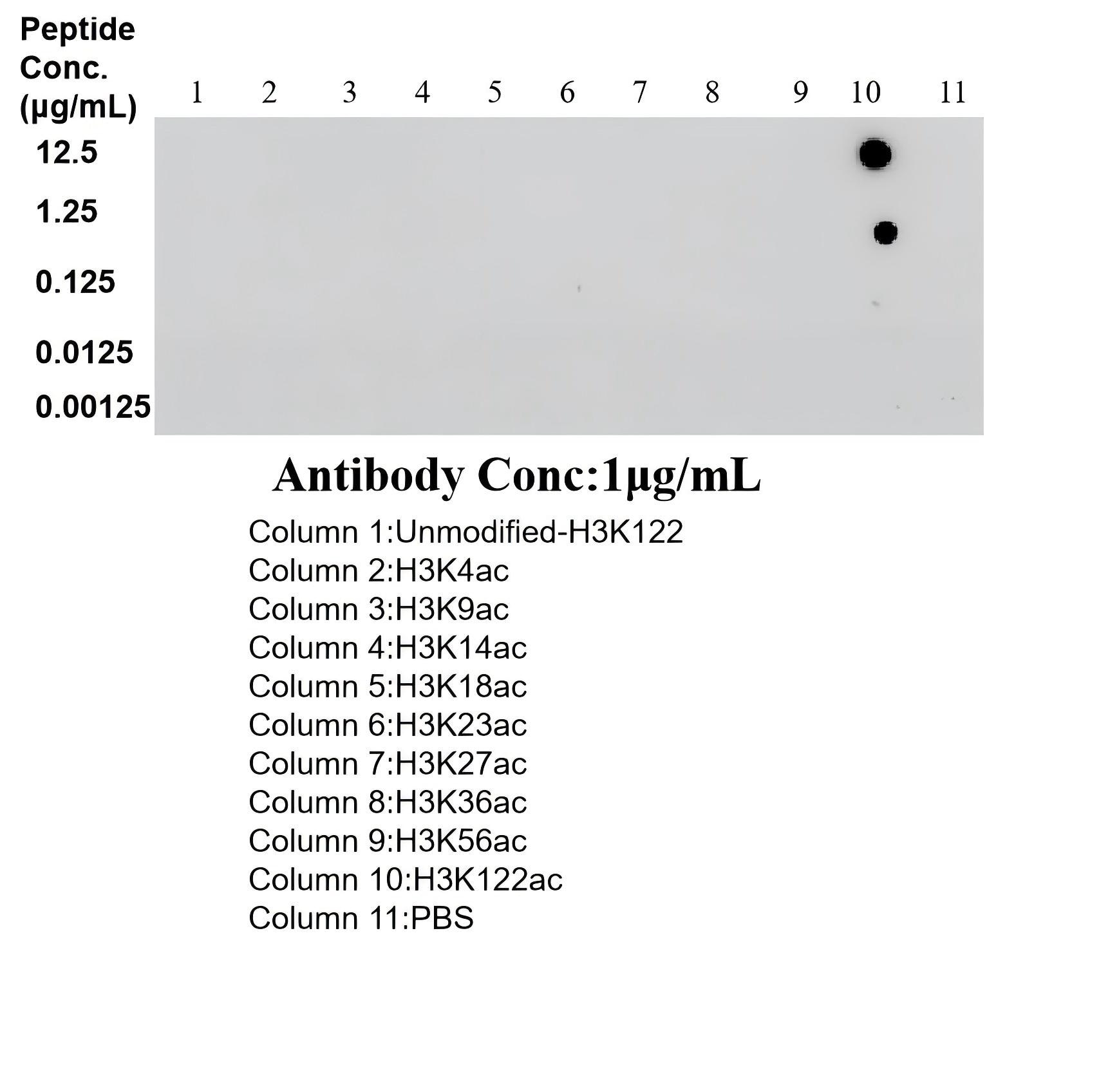 Dot Blot experiment of / using HIST1H3A(H3K122ac) Recombinant monoclonal antibody (87007-1-RR)